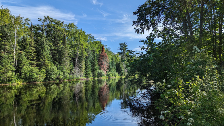 The scenic banks of the evergreen-lined York River as seen from Churchill Park in Bancroft, Ontario, Canada.