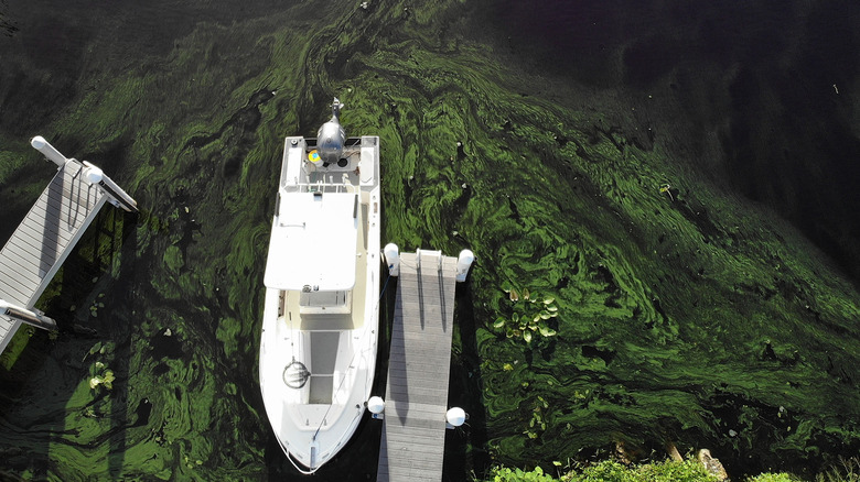 A boat and docks in Lake Okeechobee, Florida