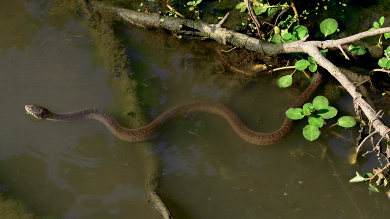 A brown snake slithers through a lake