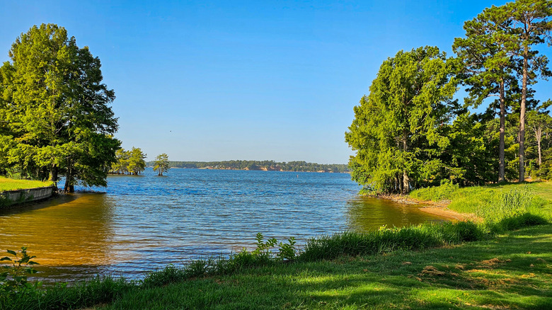 Trees over Toledo Bend Reservoir in Texas and Louisiana