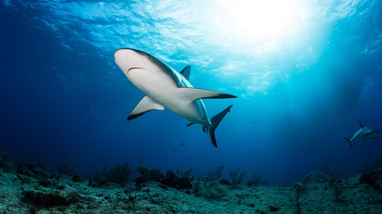 Shark 