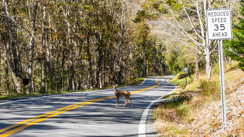A deer crossing a rural forested road in West Virginia