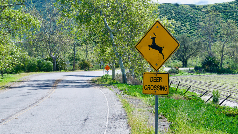 Deer crossing sign on a country road surrounded by trees