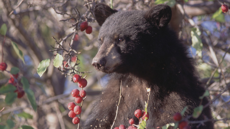 a young American black bear forages for berries in Colorado