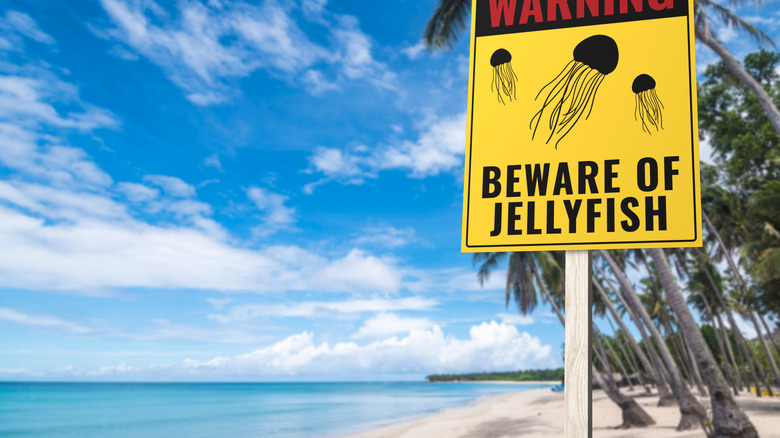 Yellow 'beware of jellyfish' sign