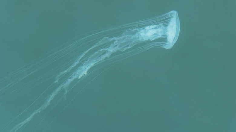Long white sea nettle jellyfish in turquoise waters