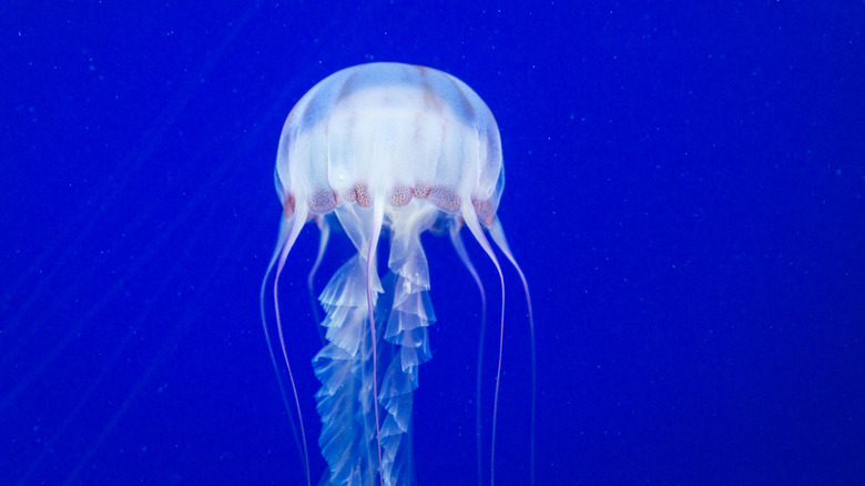 White jellyfish with long, ruffly tentacles