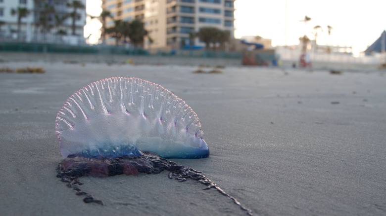 Portuguese man'o'war jellyfish on Daytona Beach