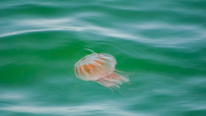 Orange-white jellyfish near the surface