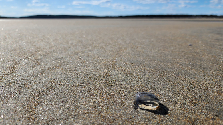 Small clear jellyfish washed up on a rocky beach