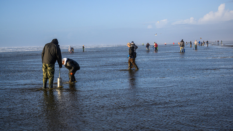 People digging for razor clams in Ocean Shores, Washington