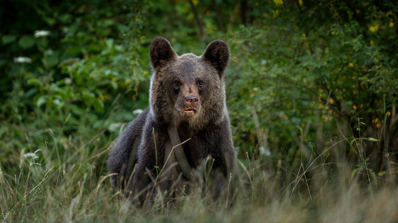 Bear in Romania