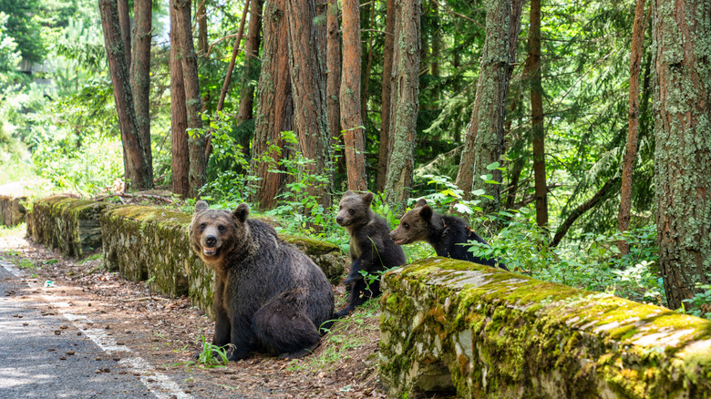Family of bears in Romania