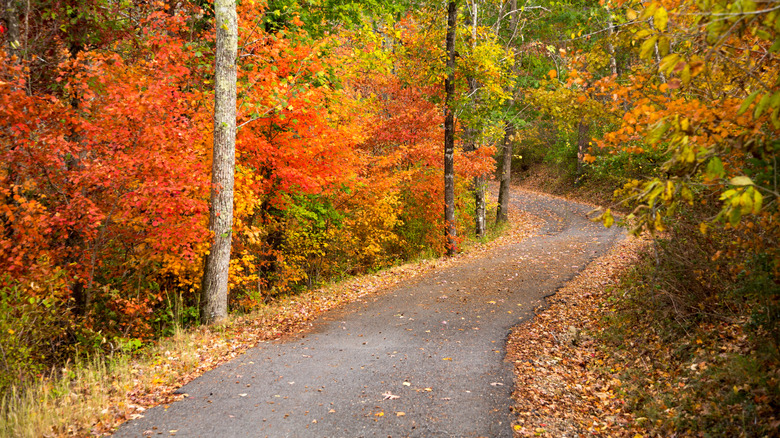 A hiking trail near Chattanooga, TN, with colorful autumn leaves