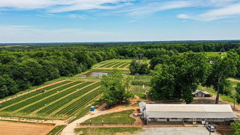 Aerial view of several green fields and the main shop at Callaham Orchards in Belton, South Carolina
