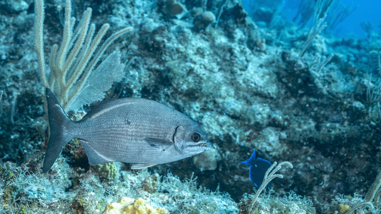 Fish in the waters of the Bahamas