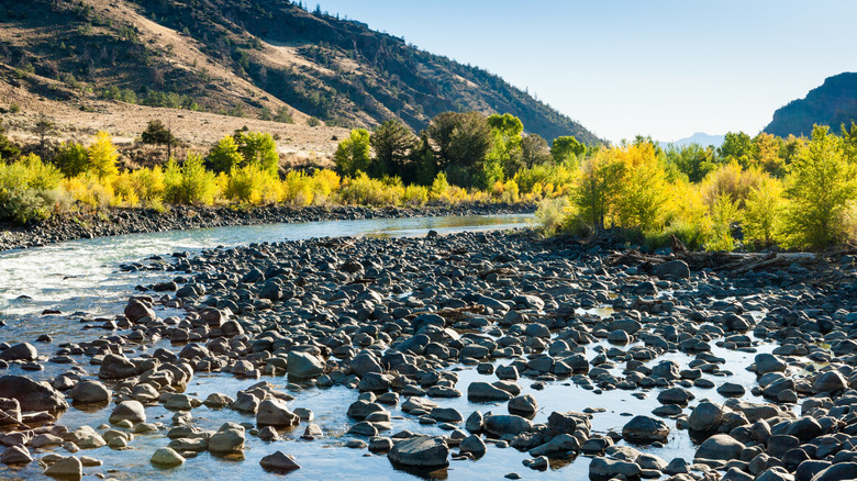 View of Shoshone River with rocks and trees in the foreground in the Wapiti Valley, Wyoming during the day.