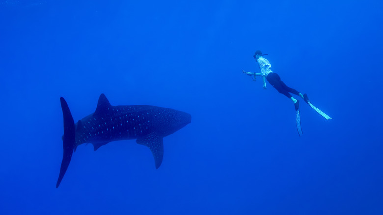Diver watching shark in ocean