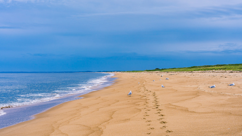 Seagulls sitting on Plum Island Beach on a cloudy day
