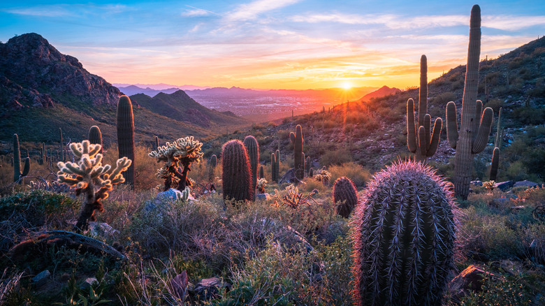 The Sonoran Desert in Arizona