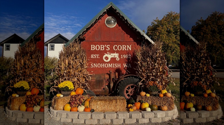 Corn stalks, a tractor, hay bales, and pumpkins in front of a small red barn painted with white text to read "Bob's Corn, Est. 1982, Snohomish Washington"