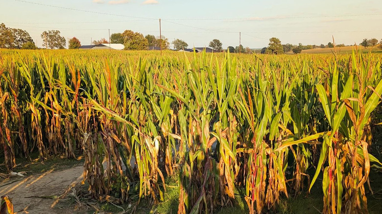 A trail through the Exeter Corn Maze in Missouri
