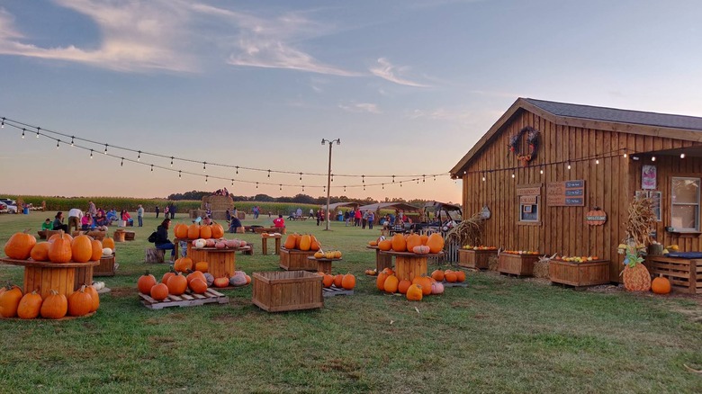 A farmhouse and pumpkin displays in a field with string lights overhead at Maze Craze in New Springfield, Ohio