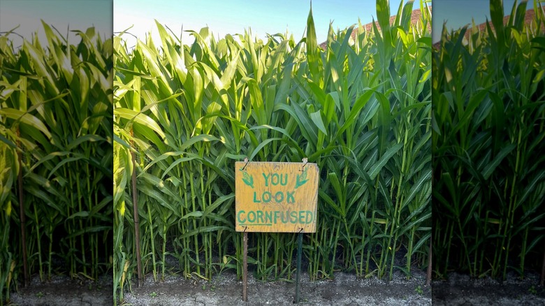 A sign reading "you look cornfused" in a corn maze at Underwood Family Farms in Moorpark, California