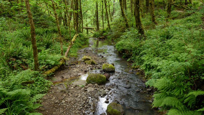 Creek in forest park