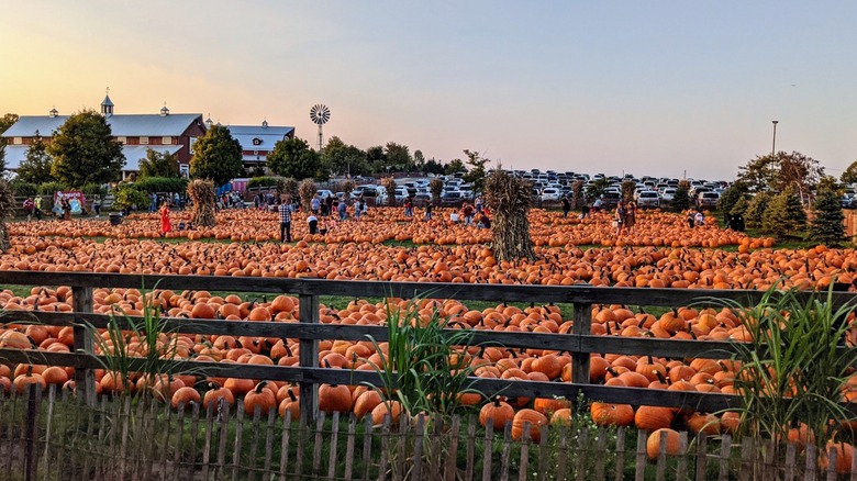 Pumpkin patch at Bengtson's Pumpkin Farm in Homer Glen, Illinois