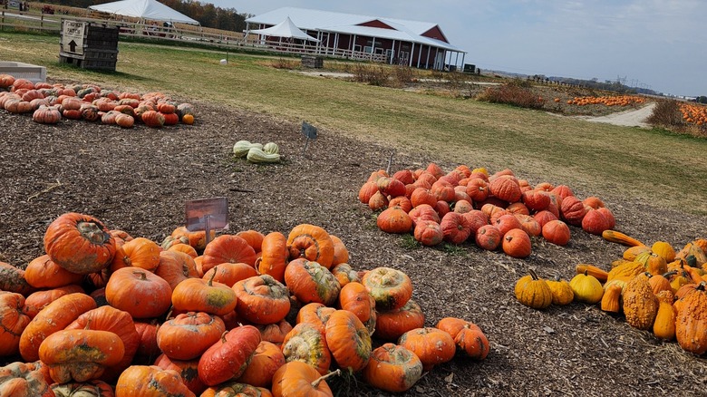 Pumpkins at Tuttle Orchards in Greenfield, Indiana
