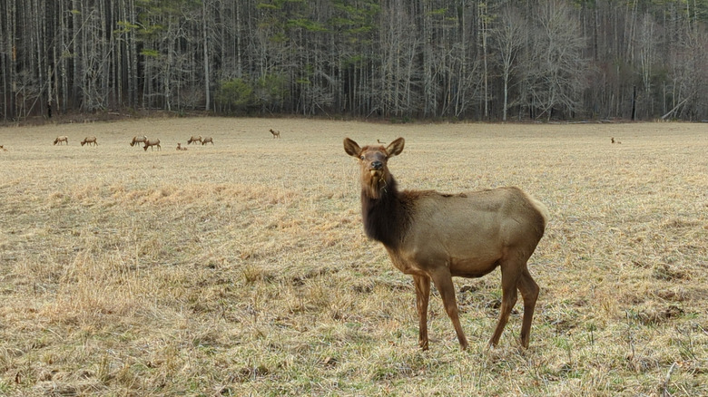 A field alongside Cataloochee Road in Great Smoky Mountains National Park filled with grazing elk