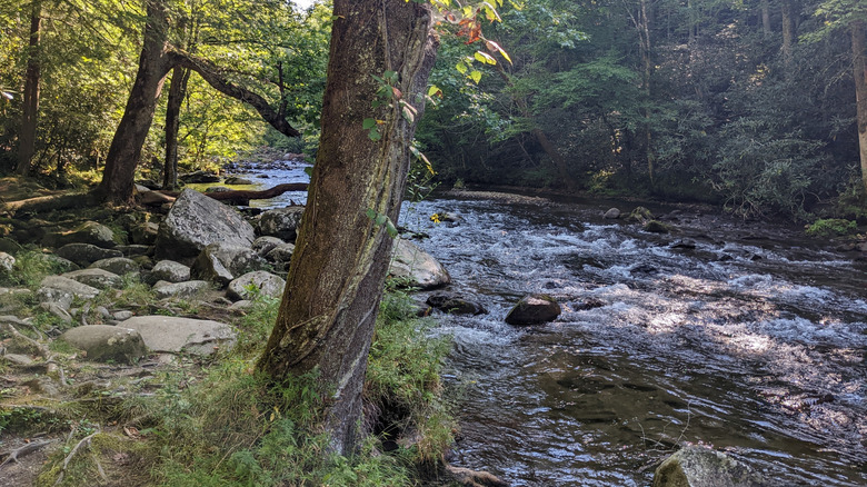 A photo of Little River along Little River Gorge Road in Great Smoky Mountains National Park