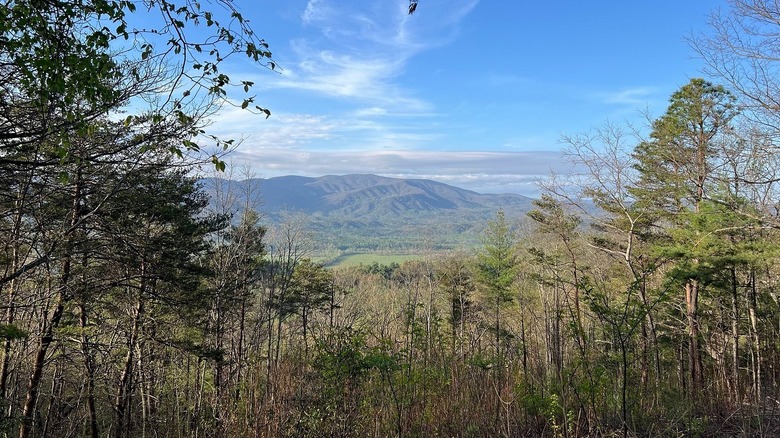 A view overlooking trees in a valley within Great Smoky Mountains National Park