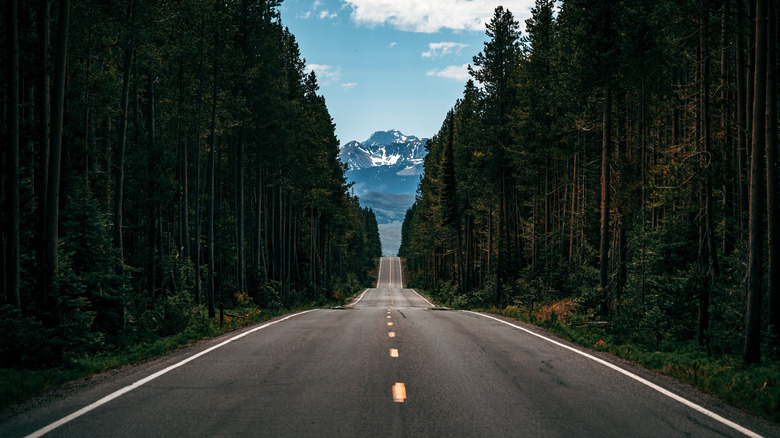 Roadway in a national park