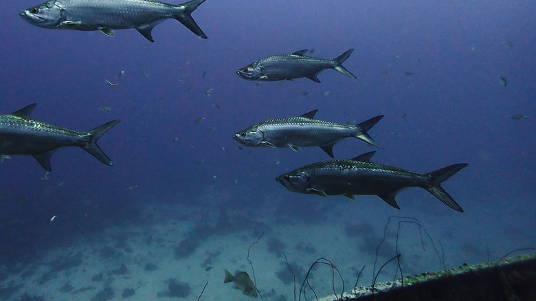 Atlantic tarpons at the Superior Producer, Curaçao