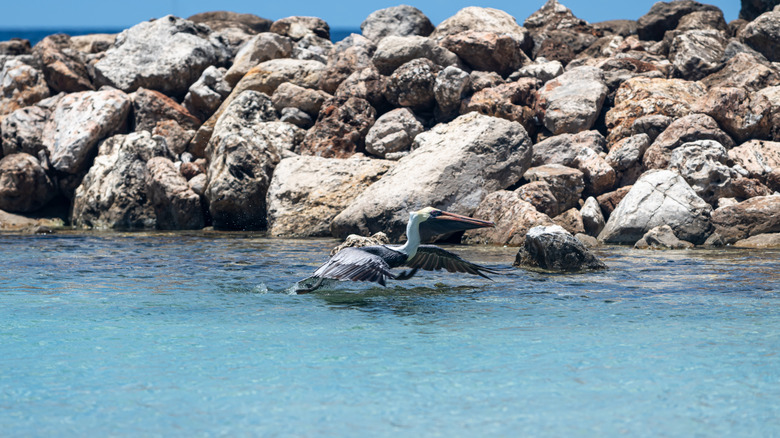 pelican at rocky Runaway Bay