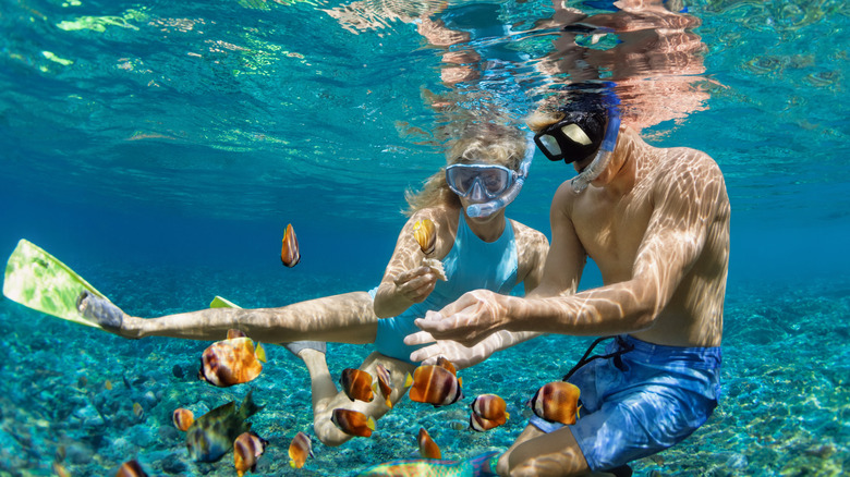 couple snorkeling near fish