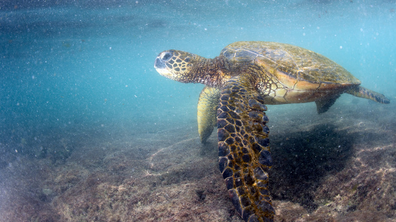 turtle swimming