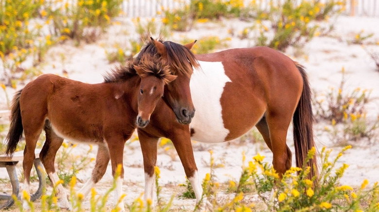 Feral horses graze on the beach on Assateague Island, Maryland