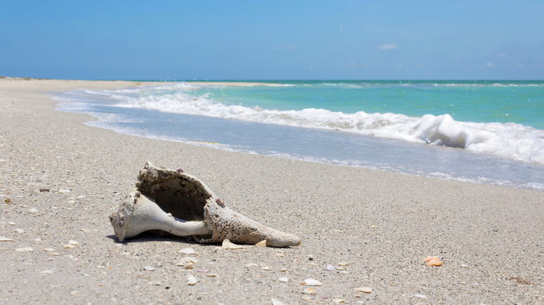 A beach at Cayo Costa State Park near Captiva Island, Florida