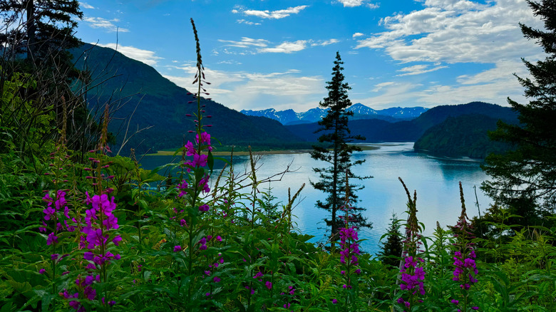 Kachemak Bay Overlook in Kachemak Bay State Park, Alaska
