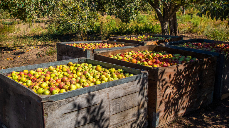Crates filled with red and green apples in an orchard at Gizdich Ranch, in Watsonville, California.