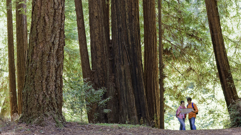 Two hikers look at a map while standing beneath towering redwoods in Santa Cruz, California.