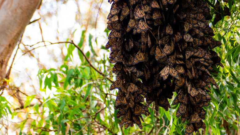 Orange and black monarch butterflies clustered on a branch at Natural Bridges State Beach, in Santa Cruz, California.
