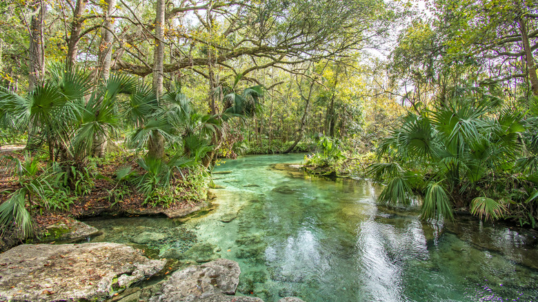 Springs near Orlando