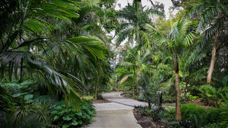 Harry P. Leu Gardens greenery
