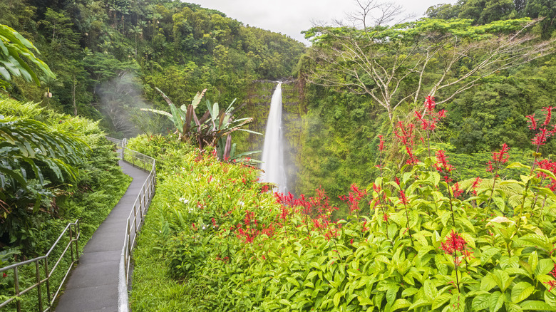 Akaka Falls State Park waterfall