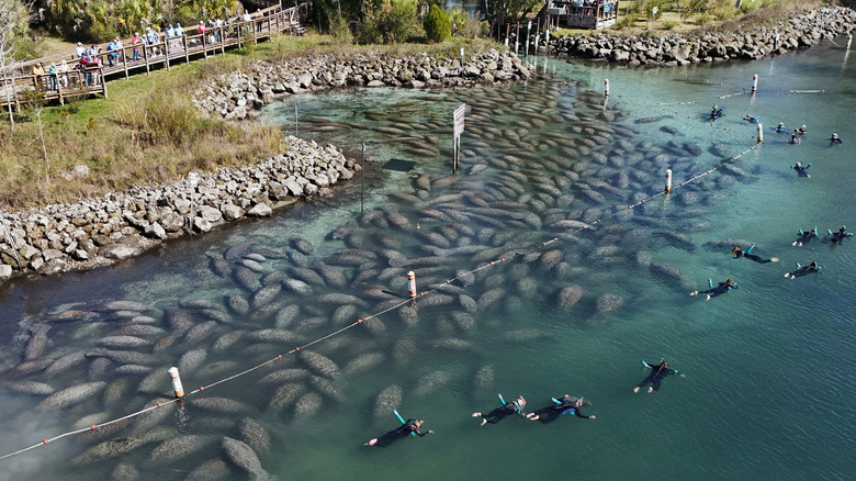 Tourists swimming with hundreds of manatees at Crystal River, Florida