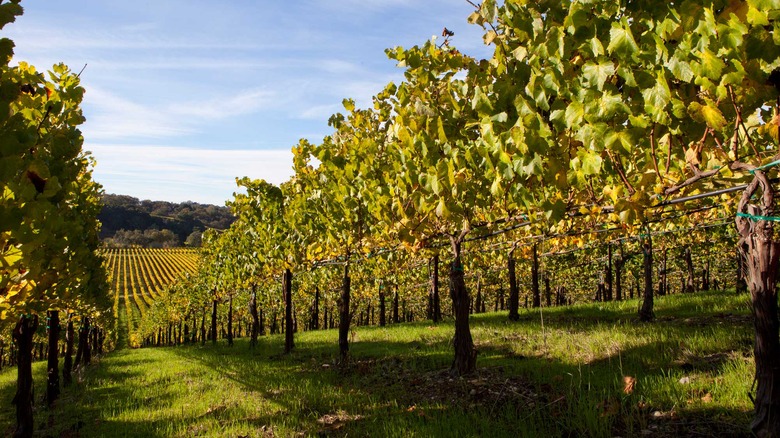 Chalk Hill Estate Vineyards & Winery, Healdsburg | California Destination Wedding